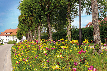 Blumen am Wegesrand